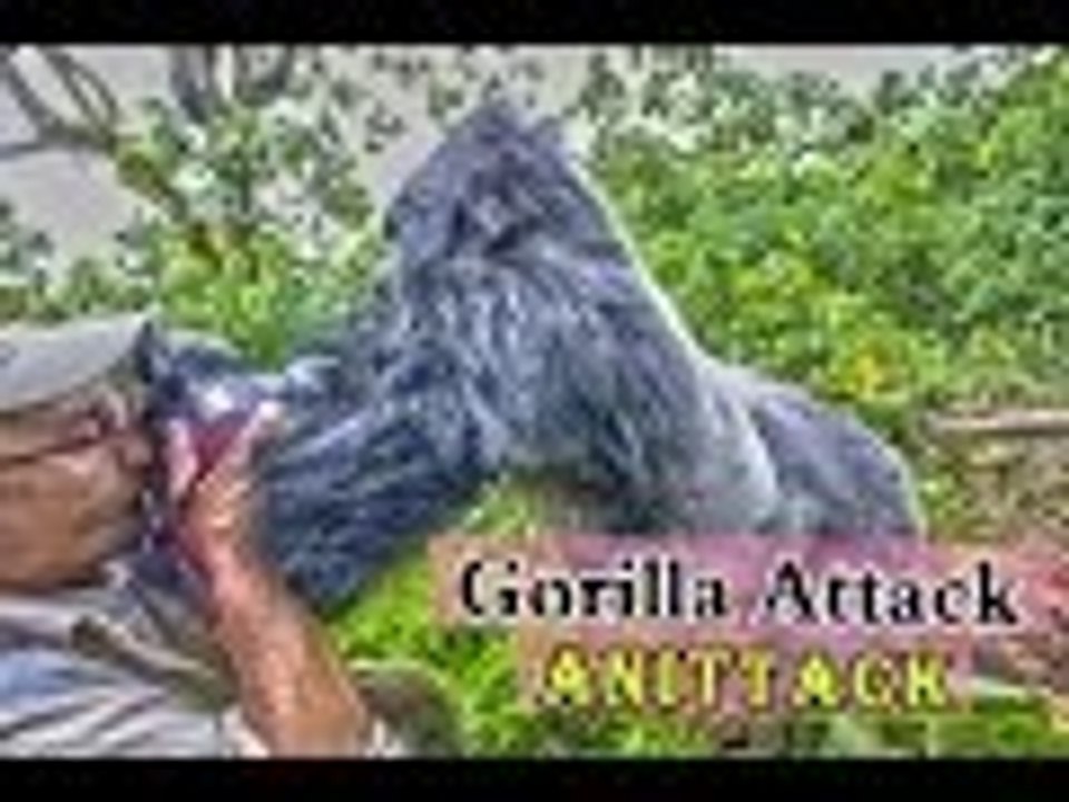 gorilla attack top 10 HD