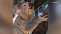 This Koala's Horrifying Mating Call Sounds Like Your Snoring Spouse