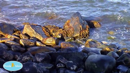 Rocky Shore