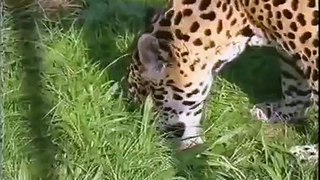 Real fight twoo lion versus jaguar