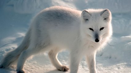 10 Weird Animals that Blend with Nature