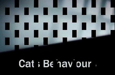 Cats are always funny- part 2