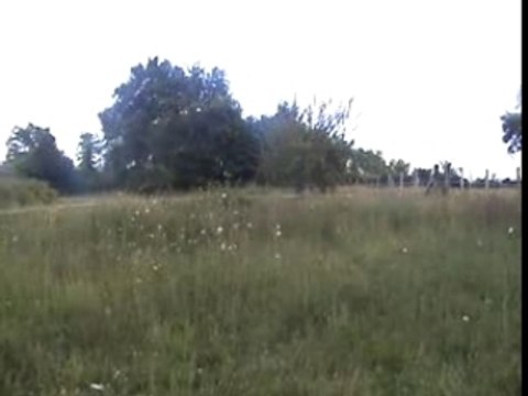 beagles à la chasse