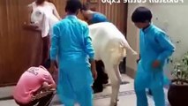 big & heavy bakra eid qurbani funny anari barsati qasai video cow 2016