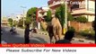 camel qurbani 2016 - eid ul adha - New Qurbani Videos 2016