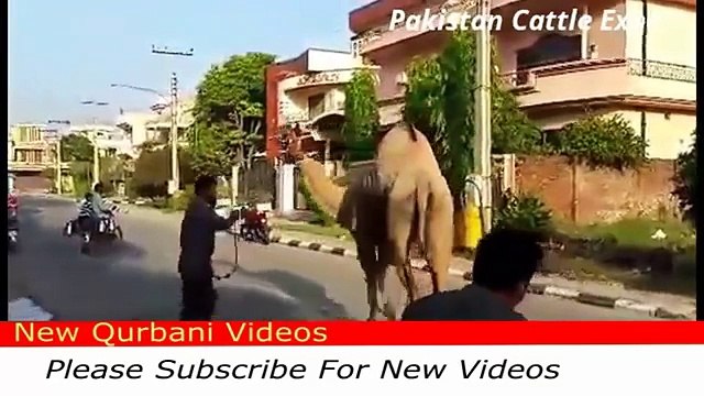 camel qurbani 2016 - eid ul adha - New Qurbani Videos 2016
