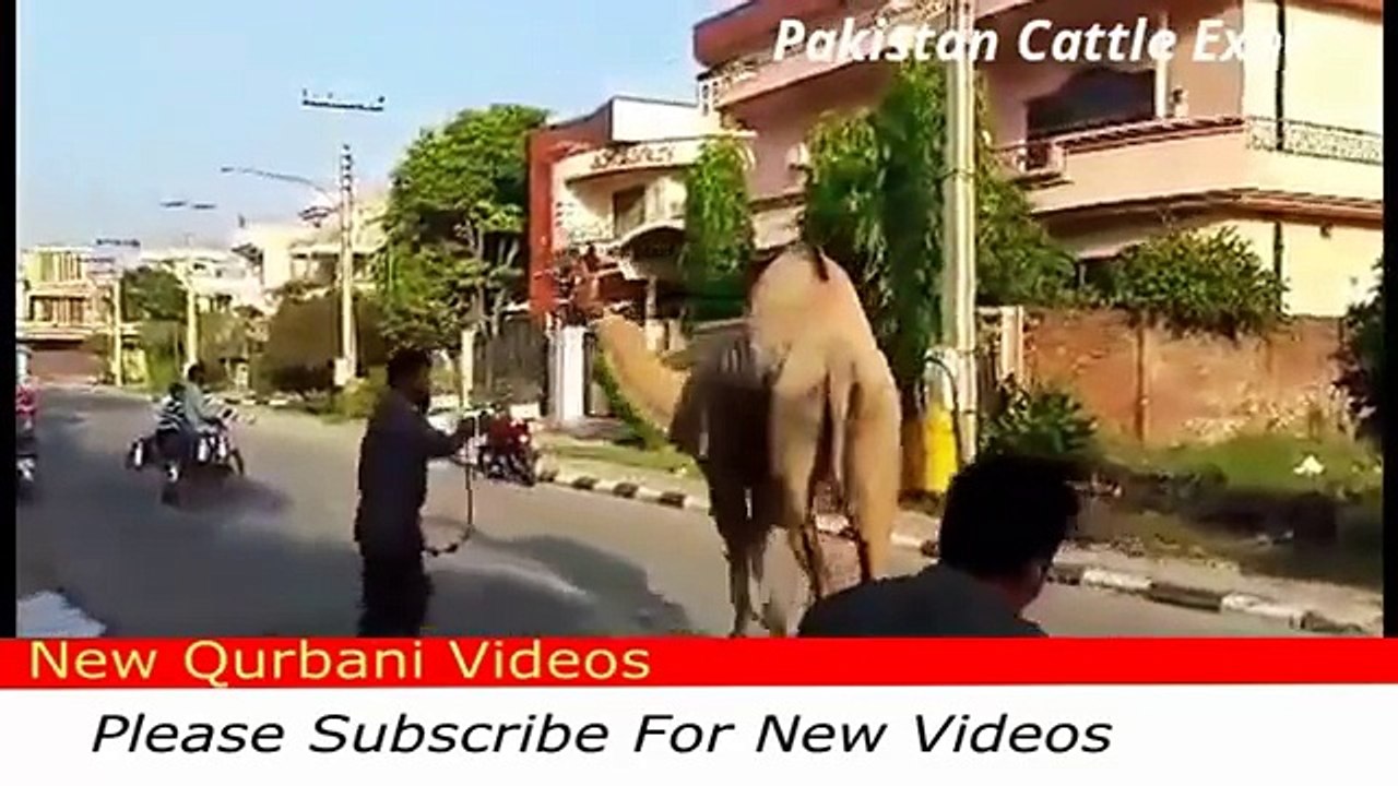 camel qurbani 2016 - eid ul adha - New Qurbani Videos 2016