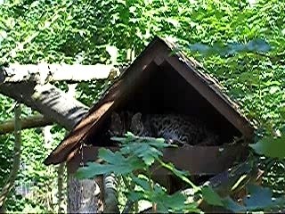 Chat Léopard du Bengal, parc des félins du 77