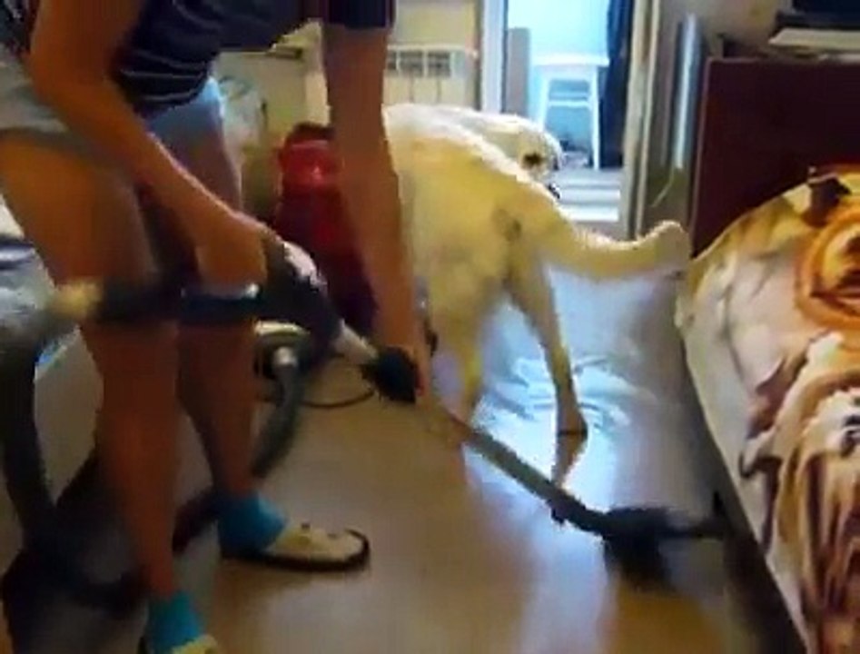 Ce chien kiff se faire aspirer les poils