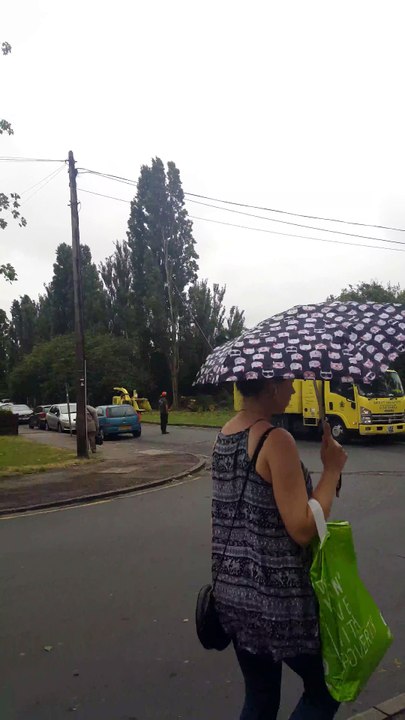 Il a oublié de crier TIMBER. Chute d'arbre sur une voiture