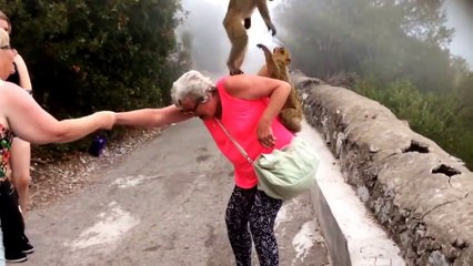 Des singes prennent cette mamie pour un perchoir..