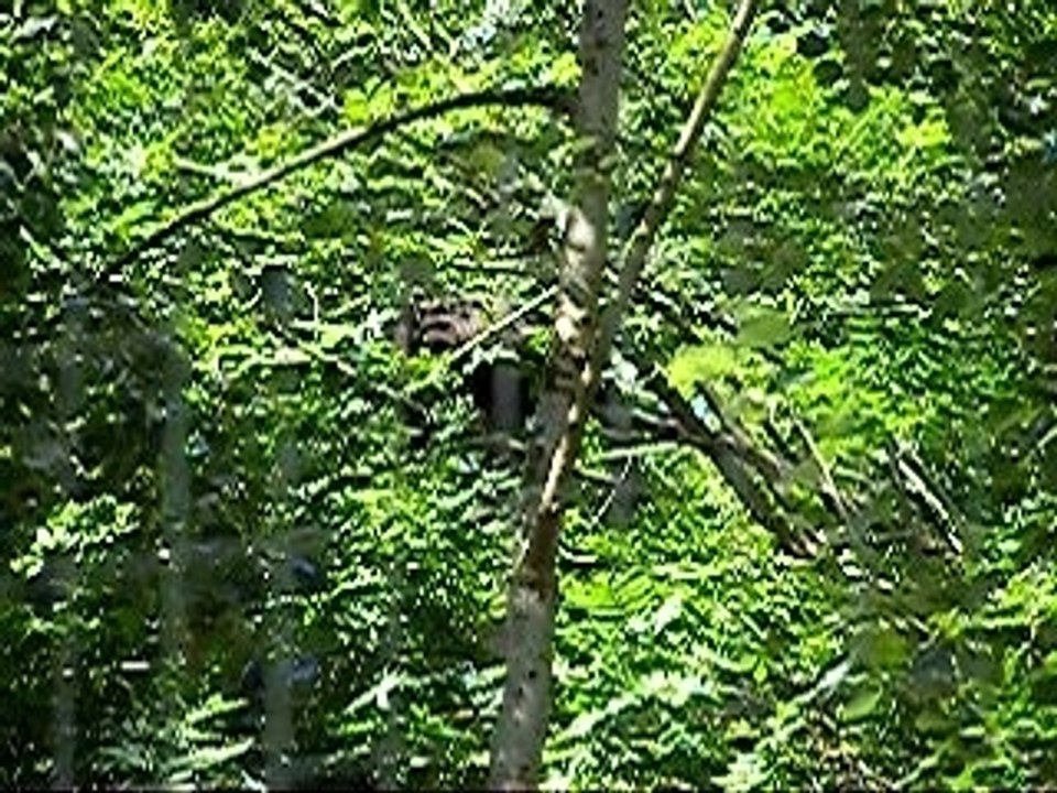 Panthères noires parc des félins 77