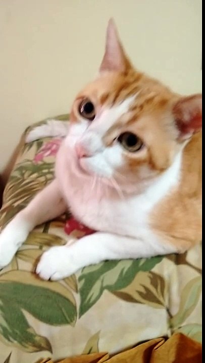 O Gato que Canta