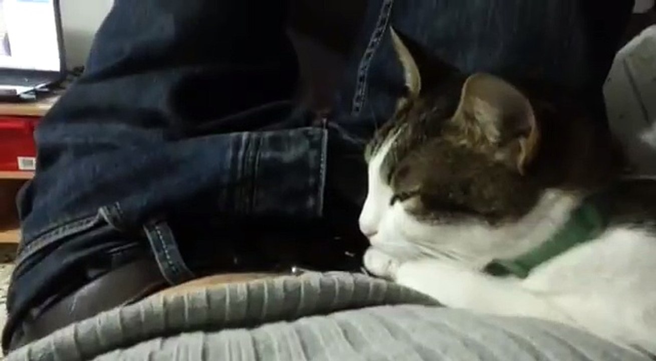 Adele My Cute Cat Says Bless You When Sneezing