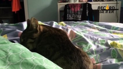 9 Incredibly Cute Cat Records