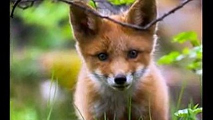 Cute animals - Amazing animals