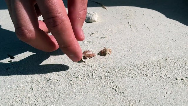 Il aide des crabes sans abri à retrouver une coquille vide lol