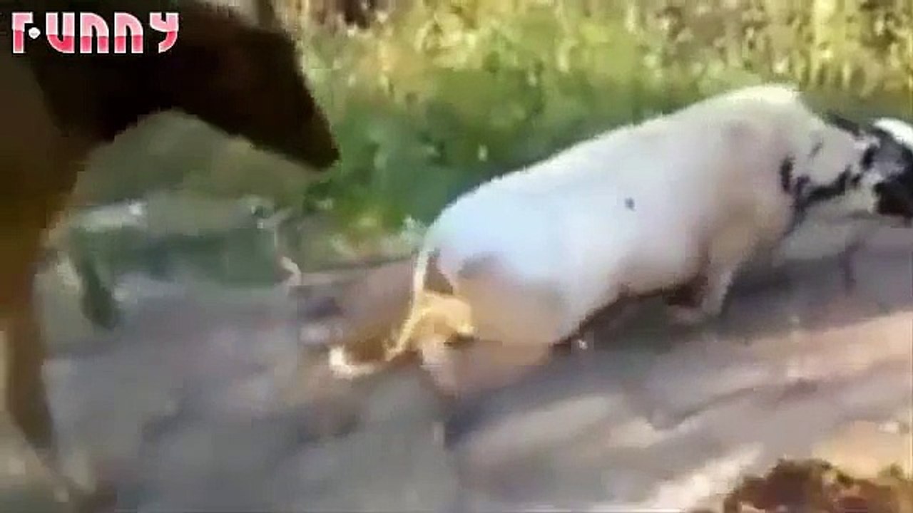 funny videos 2015 - funny pranks - Try not to laugh or grin challenge HARDEST VERSION