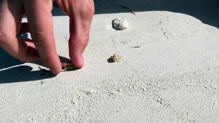 Des vacanciers aident un bernard-l'hermite à trouver une nouvelle maison !