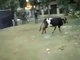 Cow Runs on Eid day Funny Pakistani Clips New Full Totay jokes punjabi urdu