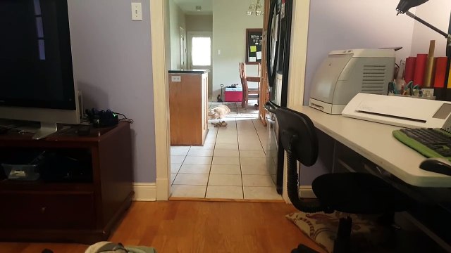 Ce chien reconnait le bruit de son jouet favori parmi plein d'autres !