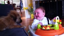 Cute Babies Laughing at Dogs Compilation 2015