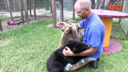 Cute Baby Bear Rides Surfboard
