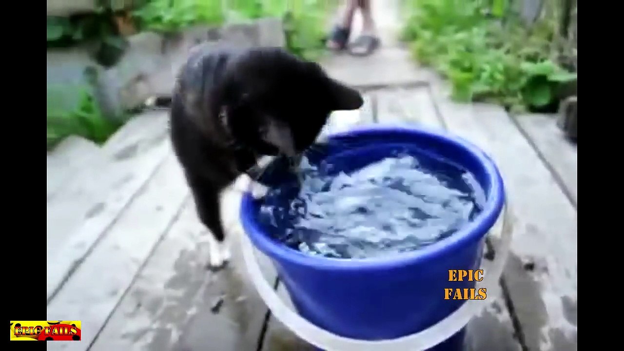 06.Funny Cats Compilation 2016 _ Cat fails 2016 _ Funny pets #9