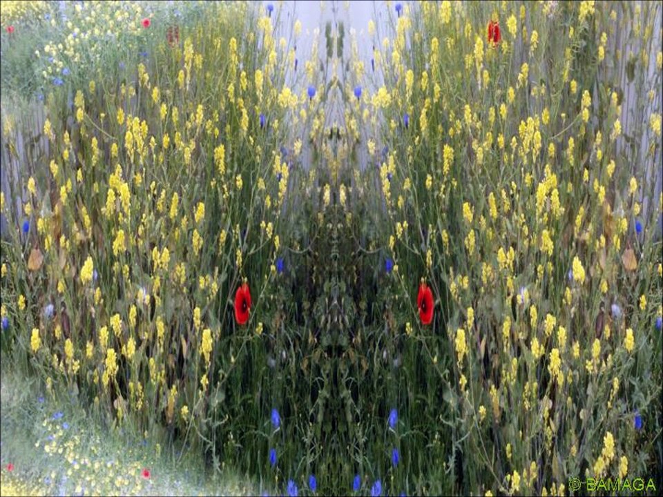 PPART4