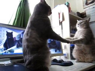 Cute Cats playing Patty Cake! THE ORIGINAL!