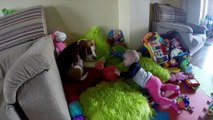 Cute dog and baby are best friends  Charlie the beagle and baby Laura #32