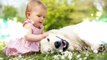 Cute dog babysitting Dog loves baby when the first time they met