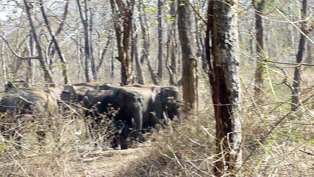 Vers Mysore, une grosse rencontre insolite