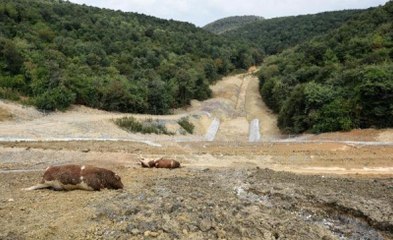Kuzey Çevre Otoyolunda Kurbanlık Katliamı