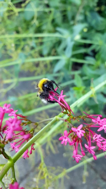 A Bee Eating Some Flowers