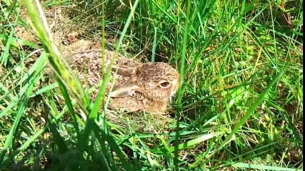 biodiversité dans les vignes