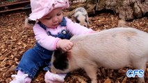 Cute Mini Pigs Compilation     CFS