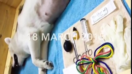 Dog Give Birth- Amazing- So Cute- Animal World.