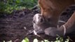 La naissance d'un lionceau dans un zoo de Hongrie