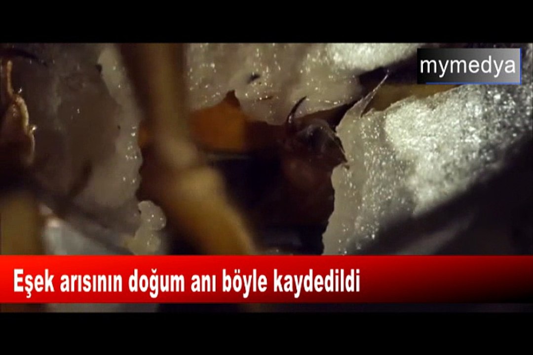 Eşek arısının doğum anı böyle kaydedildi