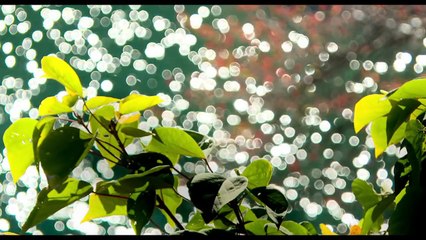 映画『溺れるナイフ』予告編