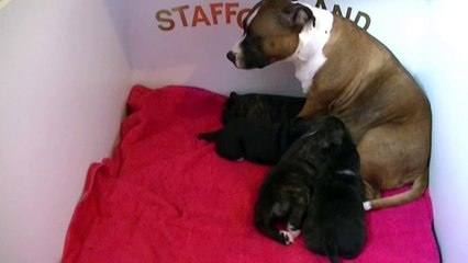 48ème vidéo  Chiots de la 25ème portée de STAFFORDLAND