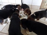 repas des beagles, chiots de Gypso x Chamalow