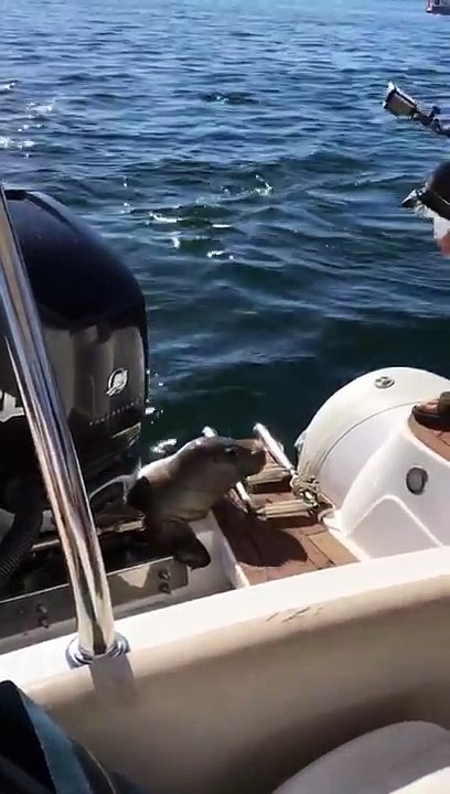 (2) Poursuivi par un groupe de 12 orques, ce phoque nage comme un fou pour grimper sur un bateau