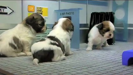 Fuzzy Fuzzy Cute Cute - Parry Gripp