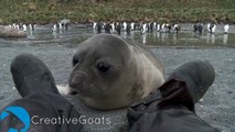 Man Brutally Attacked By Baby Seal (CUTE)