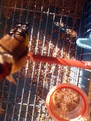 jilgueros  tiwawatti