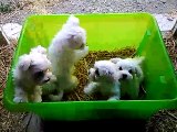 Chiots bichons maltais nés le 7 Juillet