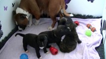 53ème vidéo  Chiots de la 25ème portée de STAFFORDLAND