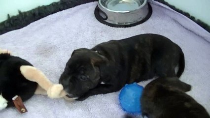 54ème vidéo  Chiot n°1 de la 25ème portée de STAFFORDLAND